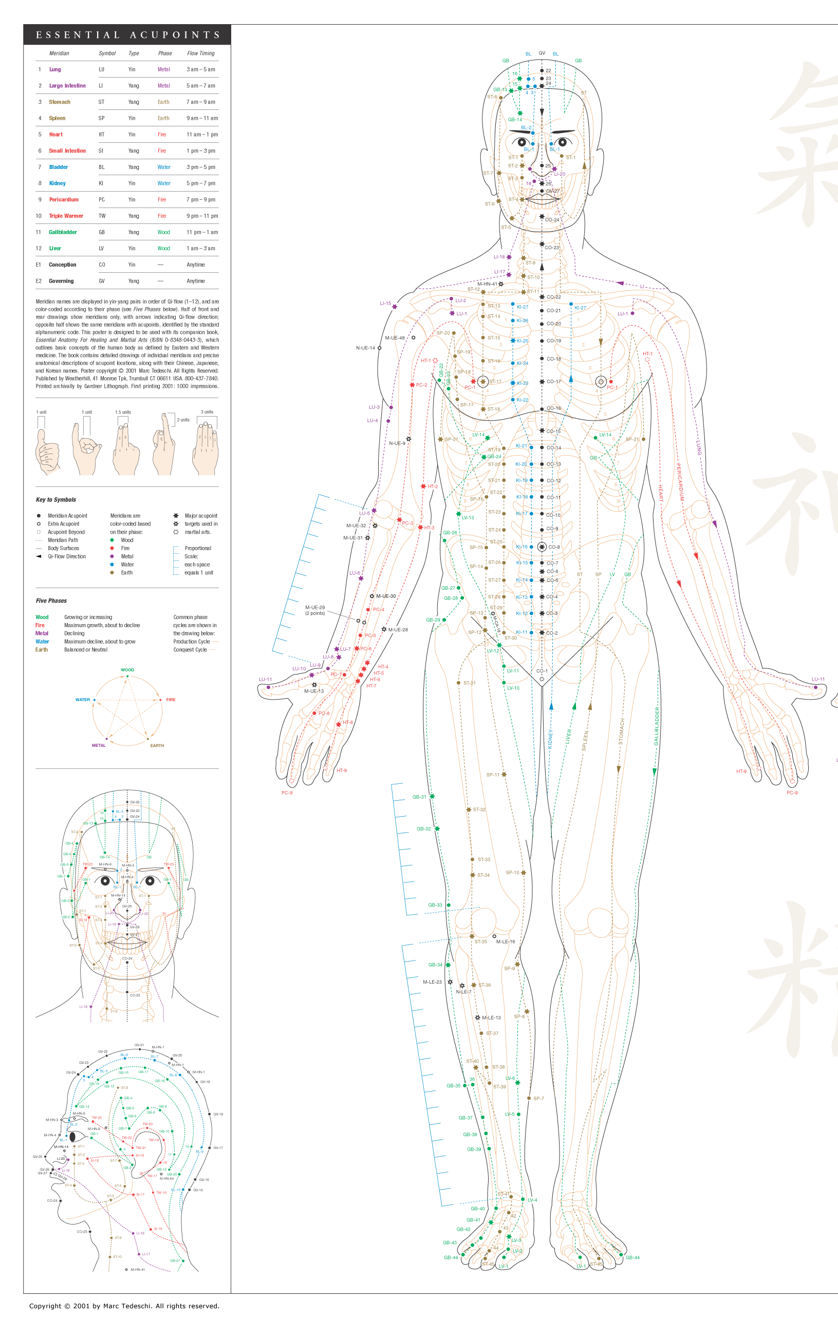 Enlarged view of Essential Acupoints Poster, an exceptionally high-quality, 27 by 40 inch poster illustrating the acupoints and meridians that are the foundation of Eastern medicine and the martial arts.